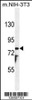 Western blot analysis in mouse NIH-3T3 cell line lysates (35ug/lane) .