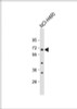 Western Blot at 1:1000 dilution + NCI-H460 whole cell lysate Lysates/proteins at 20 ug per lane.