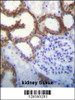 TMEM150B Antibody immunohistochemistry analysis in formalin fixed and paraffin embedded human kidney tissue followed by peroxidase conjugation of the secondary antibody and DAB staining.