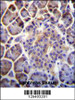 C6orf138 Antibody immunohistochemistry analysis in formalin fixed and paraffin embedded human pancreas tissue followed by peroxidase conjugation of the secondary antibody and DAB staining.