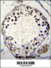 PTCHD3 Antibody immunohistochemistry analysis in formalin fixed and paraffin embedded human testis tissue followed by peroxidase conjugation of the secondary antibody and DAB staining.