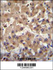 PRAMEF6 Antibody immunohistochemistry analysis in formalin fixed and paraffin embedded human liver tissue followed by peroxidase conjugation of the secondary antibody and DAB staining.