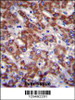 OR2B11 Antibody immunohistochemistry analysis in formalin fixed and paraffin embedded human liver tissue followed by peroxidase conjugation of the secondary antibody and DAB staining.