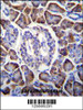 GDPD1 Antibody immunohistochemistry analysis in formalin fixed and paraffin embedded human pancreas tissue followed by peroxidase conjugation of the secondary antibody and DAB staining.