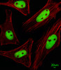 Immunofluorescent analysis of Hela cells, using KRBA2 Antibody . Antibody was diluted at 1:25 dilution. Alexa Fluor 488-conjugated goat anti-rabbit lgG at 1:400 dilution was used as the secondary antibody (green) . Cytoplasmic actin was counterstained with Dylight Fluor 554 (red) conjugated Phalloidin (red) .