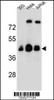 Western blot analysis in 293, Hela, Jurkat cell line lysates (35ug/lane) .