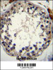 STRA8 Antibody immunohistochemistry analysis in formalin fixed and paraffin embedded human testis tissue followed by peroxidase conjugation of the secondary antibody and DAB staining.