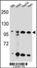 Western blot analysis in 293, K562, HepG2, Hela cell line lysates (35ug/lane) .