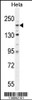 Western blot analysis in Hela cell line lysates (35ug/lane) .