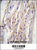 STX19 Antibody immunohistochemistry analysis in formalin fixed and paraffin embedded m.heart tissue followed by peroxidase conjugation of the secondary antibody and DAB staining.