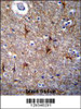 PRR16 Antibody immunohistochemistry analysis in formalin fixed and paraffin embedded human brain tissue followed by peroxidase conjugation of the secondary antibody and DAB staining.