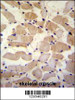 SUSD5 Antibody immunohistochemistry analysis in formalin fixed and paraffin embedded human skeletal muscle followed by peroxidase conjugation of the secondary antibody and DAB staining.