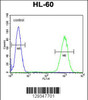 Flow cytometric analysis of HL-60 cells (right histogram) compared to a negative control cell (left histogram) .FITC-conjugated goat-anti-rabbit secondary antibodies were used for the analysis.