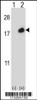 Western blot analysis of ISG15 using rabbit polyclonal using 293 cell lysates (2 ug/lane) either nontransfected (Lane 1) or transiently transfected (Lane 2) with the ISG15 gene.