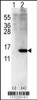 Western blot analysis of ISG15 using rabbit polyclonal ISG15 Antibody (Center R87) using 293 cell lysates (2 ug/lane) either nontransfected (Lane 1) or transiently transfected with ISG15 gene (Lane 2) .