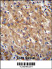 MIA40 Antibody immunohistochemistry analysis in formalin fixed and paraffin embedded human liver tissue followed by peroxidase conjugation of the secondary antibody and DAB staining.