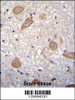 CNIH2 Antibody immunohistochemistry analysis in formalin fixed and paraffin embedded human brain tissue followed by peroxidase conjugation of the secondary antibody and DAB staining.