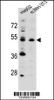 Western blot analysis in HepG2, mouse NIH-3T3 cell line lysates (35ug/lane) .