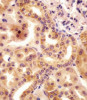 Antibody staining RSBN1 in human kidney tissue sections by Immunohistochemistry (IHC-P - paraformaldehyde-fixed, paraffin-embedded sections) .