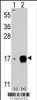 Western blot analysis of IFITM3 using rabbit polyclonal IFITM3 Antibody.293 cell lysates (2 ug/lane) either nontransfected (Lane 1) or transiently transfected with the IFITM3 gene (Lane 2) .