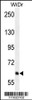 Western blot analysis in WiDr cell line lysates (35ug/lane) .