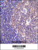 PIK3R5 Antibody immunohistochemistry analysis in formalin fixed and paraffin embedded human tonsil tissue followed by peroxidase conjugation of the secondary antibody and DAB staining.