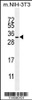 Western blot analysis in mouse NIH-3T3 cell line lysates (35ug/lane) .