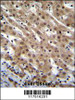 PNN Antibody immunohistochemistry analysis in formalin fixed and paraffin embedded human liver tissue followed by peroxidase conjugation of the secondary antibody and DAB staining.