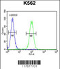 Flow cytometric analysis of K562 cells (right histogram) compared to a negative control cell (left histogram) .FITC-conjugated goat-anti-rabbit secondary antibodies were used for the analysis.