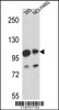 Western blot analysis in 293, NCI-H460 cell line lysates (35ug/lane) .