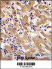 F11 Antibody immunohistochemistry analysis in formalin fixed and paraffin embedded human liver tissue followed by peroxidase conjugation of the secondary antibody and DAB staining.