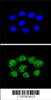 Confocal immunofluorescent analysis of MSH2 Antibody with Hela cell followed by Alexa Fluor 488-conjugated goat anti-rabbit lgG (green) . DAPI was used to stain the cell nuclear (blue) .
