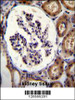 ITGA8 Antibody immunohistochemistry analysis in formalin fixed and paraffin embedded human kidney tissue followed by peroxidase conjugation of the secondary antibody and DAB staining.