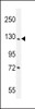 Western blot analysis in NCI-H292 cell line lysates (35ug/lane) .