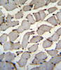 DDX60L Antibody immunohistochemistry analysis in formalin fixed and paraffin embedded human skeletal muscle followed by peroxidase conjugation of the secondary antibody and DAB staining.