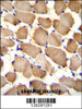 ARL17P1 Antibody immunohistochemistry analysis in formalin fixed and paraffin embedded human skeletal muscle followed by peroxidase conjugation of the secondary antibody and DAB staining.