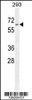 Western blot analysis in 293 cell line lysates (35ug/lane) .