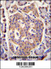 PLD5 Antibody immunohistochemistry analysis in formalin fixed and paraffin embedded human pancreas tissue followed by peroxidase conjugation of the secondary antibody and DAB staining.