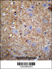 XKR4 Antibody immunohistochemistry analysis in formalin fixed and paraffin embedded human brain tissue followed by peroxidase conjugation of the secondary antibody and DAB staining.