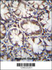CACNG8 Antibody immunohistochemistry analysis in formalin fixed and paraffin embedded human rectum tissue followed by peroxidase conjugation of the secondary antibody and DAB staining.