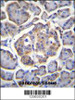 BTBD17 Antibody immunohistochemistry analysis in formalin fixed and paraffin embedded human pancreas tissue followed by peroxidase conjugation of the secondary antibody and DAB staining.