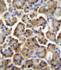 BTC Antibody immunohistochemistry analysis in formalin fixed and paraffin embedded human pancreas tissue followed by peroxidase conjugation of the secondary antibody and DAB staining.