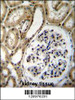 BRUNOL6 Antibody immunohistochemistry analysis in formalin fixed and paraffin embedded human kidney tissue followed by peroxidase conjugation of the secondary antibody and DAB staining.
