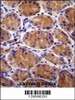 GIN1 Antibody immunohistochemistry analysis in formalin fixed and paraffin embedded human stomach tissue followed by peroxidase conjugation of the secondary antibody and DAB staining.
