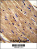 RHOJ Antibody immunohistochemistry analysis in formalin fixed and paraffin embedded mouse heart tissue followed by peroxidase conjugation of the secondary antibody and DAB staining.