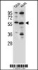 Western blot analysis in CEM, A549 cell line lysates (35ug/lane) .