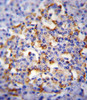 CMGA Antibody immunohistochemistry analysis in formalin fixed and paraffin embedded human pancreas tissue followed by peroxidase conjugation of the secondary antibody and DAB staining.