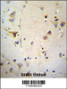 AGBL5 Antibody immunohistochemistry analysis in formalin fixed and paraffin embedded human brain tissue followed by peroxidase conjugation of the secondary antibody and DAB staining.