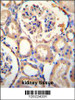 PURA Antibody immunohistochemistry analysis in formalin fixed and paraffin embedded human kidney tissue followed by peroxidase conjugation of the secondary antibody and DAB staining.
