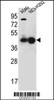 Western blot analysis in A549, NCI-H292 cell line lysates (35ug/lane) .
